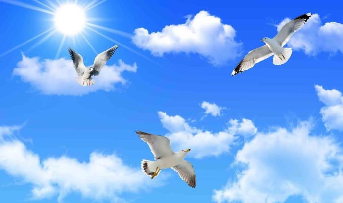 Hình ảnh những cánh chim Hải Âu bay lượn tung tăng trên bầu trời