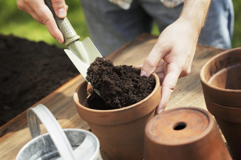 Cách trồng cây trong chậu chỉ trong 5 bước đơn giản